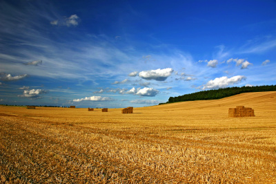 harvest photograph